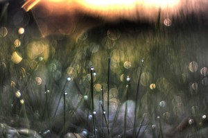 Picture of grass and dew