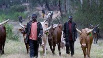 Fulani herdsmen have evolved into Fulani jihadists in Nigeria.