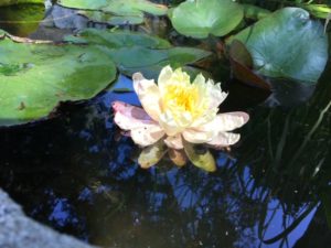 A resident waterlily