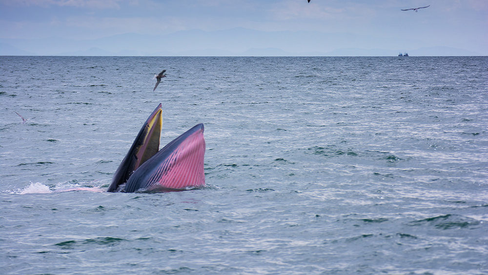 Bryde's Whale, photographed in Thailand