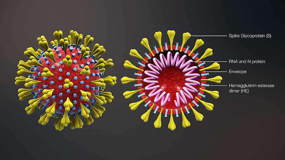 coronavirus animation